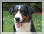 g�owa, j�zyk, Appenzeller